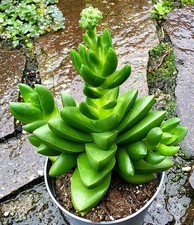 Schöne Crassula Benjamin 