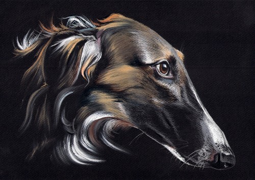 Windhund levrier barsoi - , *