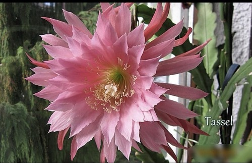 Epiphymill hybride kaktus - epiphymill-hybride,