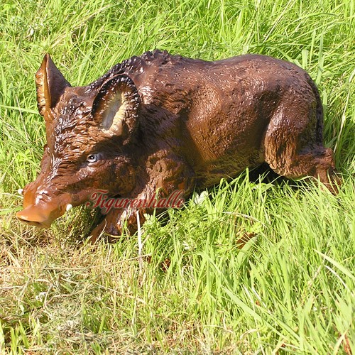 Wildschwein eber frischling - wildschwein,