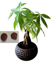 2x Pachira aquatica Macrocarpa