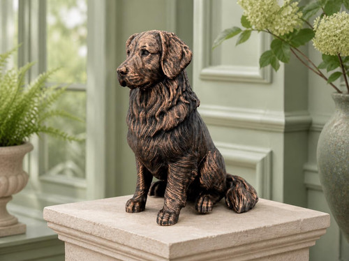 Golden retriever - retriever, –