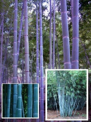 Blauer bambus baum pflanze - blauer,