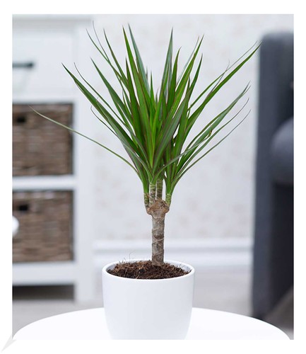Dracena marginata 35 45 - dracena, ca.