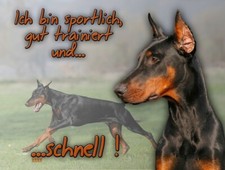 DOBERMANN Hundewarnschild Metallschild SCHILD Türschild Hundeschild NEU #2