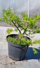 Lärche-Prebonsai