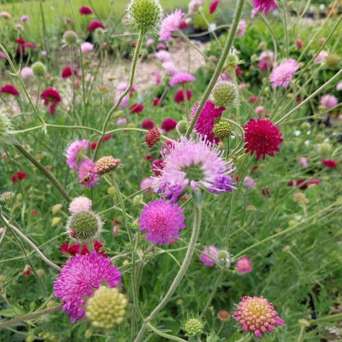Witwenblume melton pastels - witwenblume,
