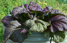 500 Samen Roter Blattsenf Red Giant Salat Brassica rapa japonica Asia-Salat