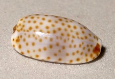 Meeresschnecke Cypraea