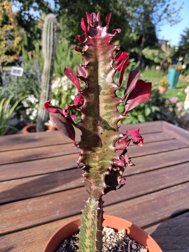Euphorbia trigona rubra - ,