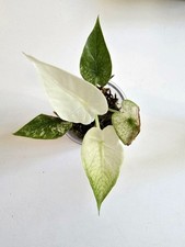 Alocasia Macrorrhiza 'Splash'