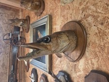 Hechtkopf Präparat Raubfisch Fisch - Taxidermie