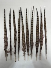 Natural Ringtail PHEASANT Tail