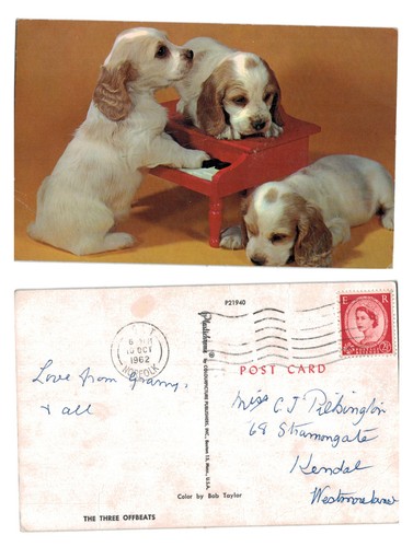 Postkarte welpen spielen - welpen,
