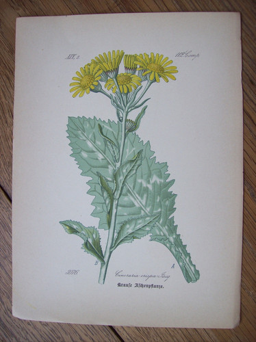 Antike chromo lithographie - antike, chromo-lithographie