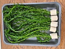  Wasserpest Aquariumpflanzen wasserpflanzen Egeria Densa  1 Bund 