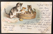 - AK - antike Litho Postkarte - vermenschlichte Katzen im Waschzuber - gel. 1898