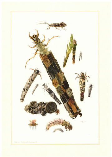 Köcherfliegen trichoptera - köcherfliegen,