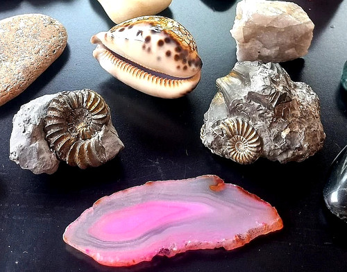 Ammoniten fossilien - ammoniten, +