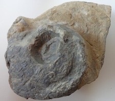 Germano Nautilus Trias MO - 235 MIO  , Ceratit ( W3) TOP- Auktionen ?