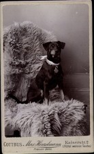 CdV Hundeportrait, Terrier mit