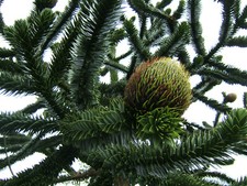 Chilenische andentanne - chilenische,
