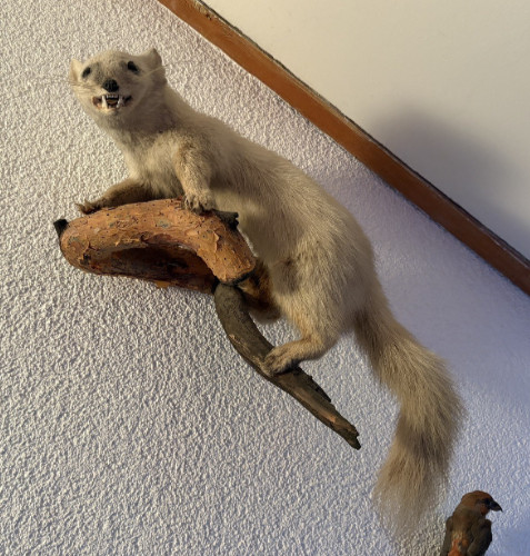 Tierpräparat steinmarder - tierpräparat,