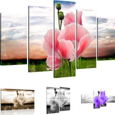 Bilder Mohnblume auf der Wiese