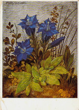 Blumen AK Künstler Matthäus Schiestl, Enzian, Stempel 1934