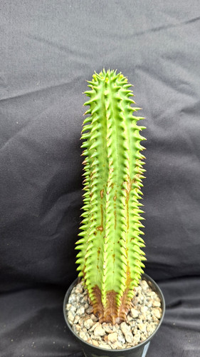 Euphorbia susannae 15cm - 15cm, höhe
