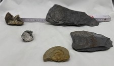 Fossilien Sammlung  Ammonit
