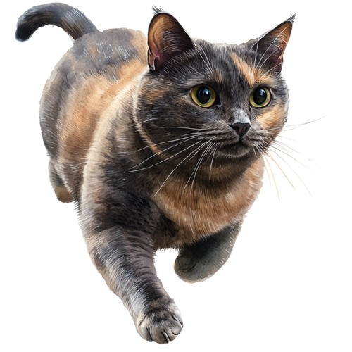 10x sticker schildpatt katze - schildpatt,