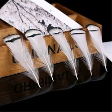 Hochwertiges Lady Amherst