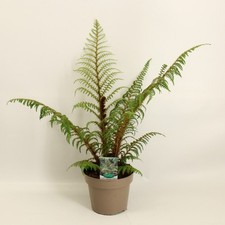 Cyathea Highland Lace Baumfarn Farnpflanze 40 bis 50 cm exotische Zimmerpflanze