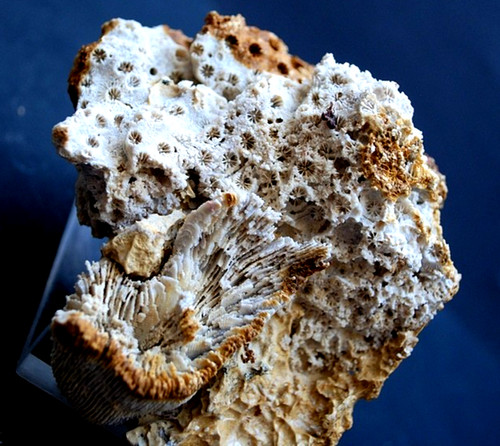 Fossilien korallen und - fossilien,,