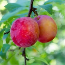 Fruchtbaum Zwetschge Santa