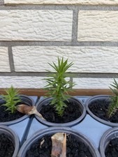 Araucaria araucana - Schmucktanne Winterhart - Andentanne - 9 Monate alte Bäume