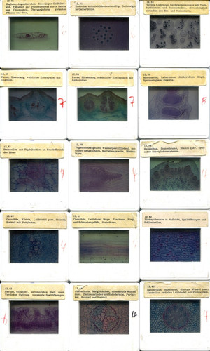 Dias biologie botanik - 41,