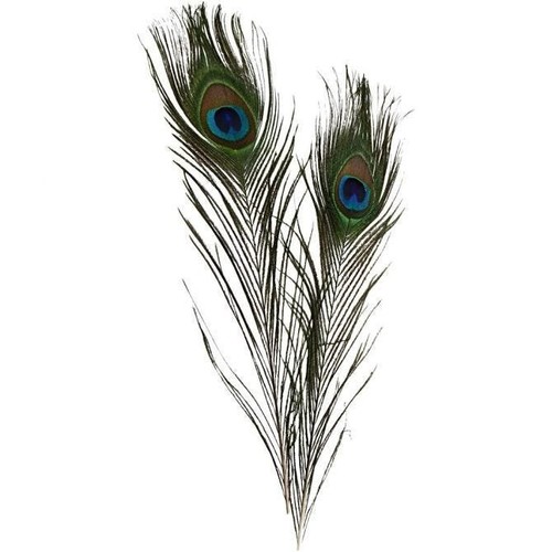 Pfauenfedern 30 cm - l.,