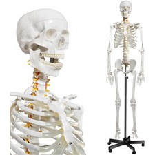 breesky Menschliches