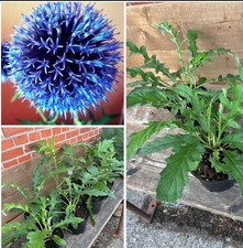 Blaue Kugeldistel, Echinops?