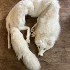 Pelz Stola echtes Weisses Fuchsfell 126cm, Guter Zustand, Vintage