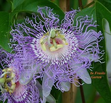 Passiflora incarnata