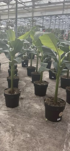 Musa basjoo 140cm - musa, 90–140cm