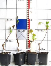 Liriodendron chinense,  seltener chinesischer.Tulpenbaum