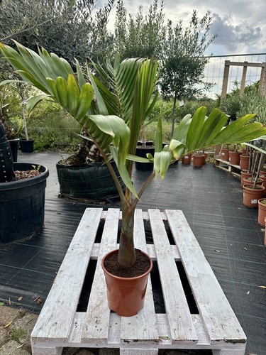 Flaschenpalme hyophorbe - flaschenpalme,