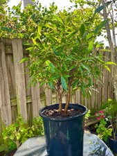 Willow Leaf Ficus Bonsai Tree
