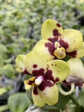 Original phal phalaenopsis - original,