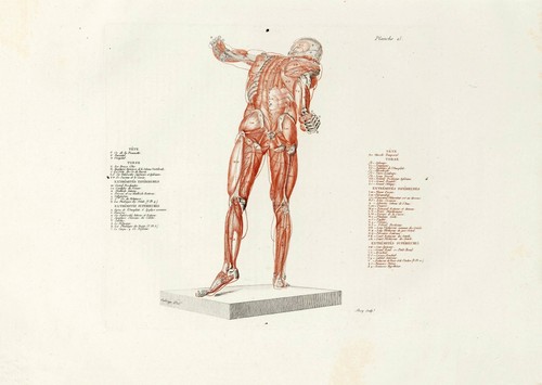 Anatomische studien wandkunst - anatomische,