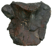 Lias  Ein Paddel-Knochen des Sauriers Ichthyosaurus communis  Lixhausen  W112-3